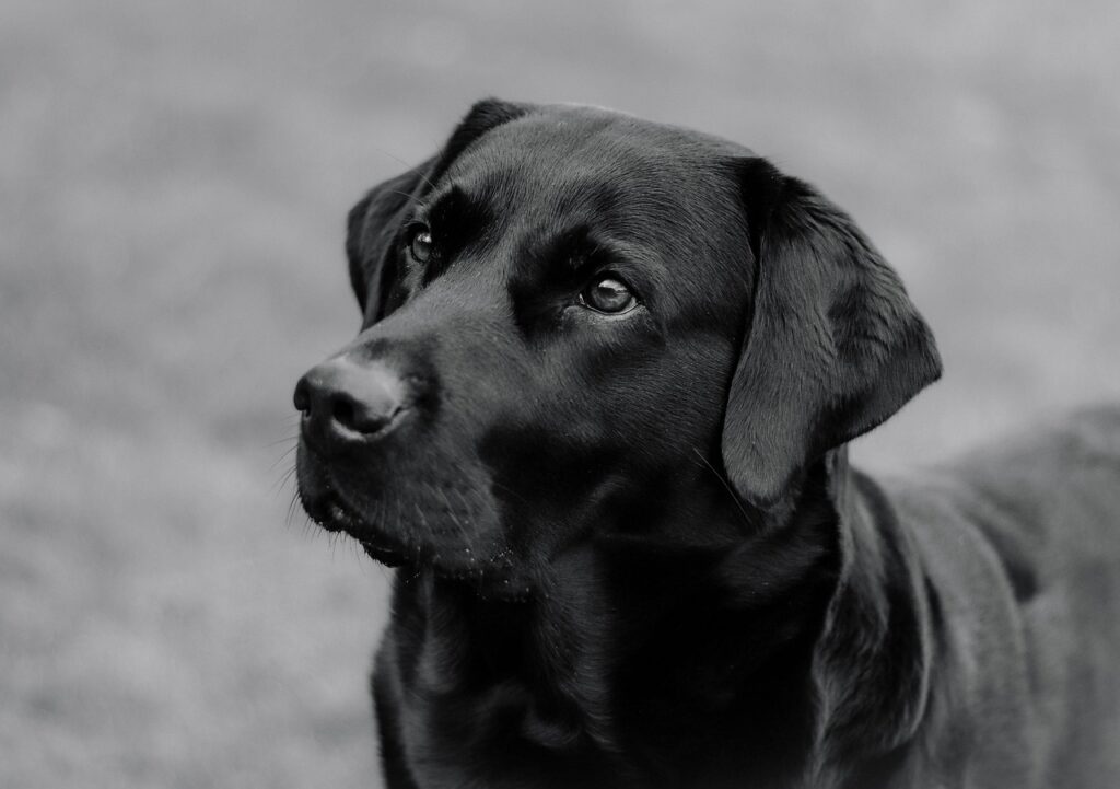 labrador, dog, animal, mammal, canine, pet, domestic, nature, portrait, cute, dog, dog, dog, dog, dog