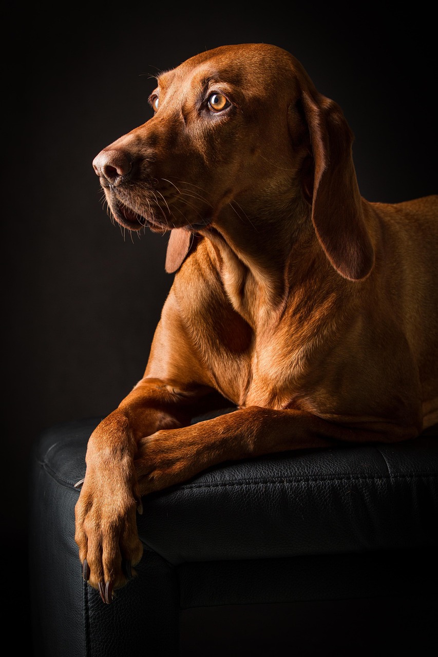 dog, pet, canine, animal, fur, snout, mammal, dog portrait, animal world, nature, black wallpaper, black, dog, dog, dog, dog, dog