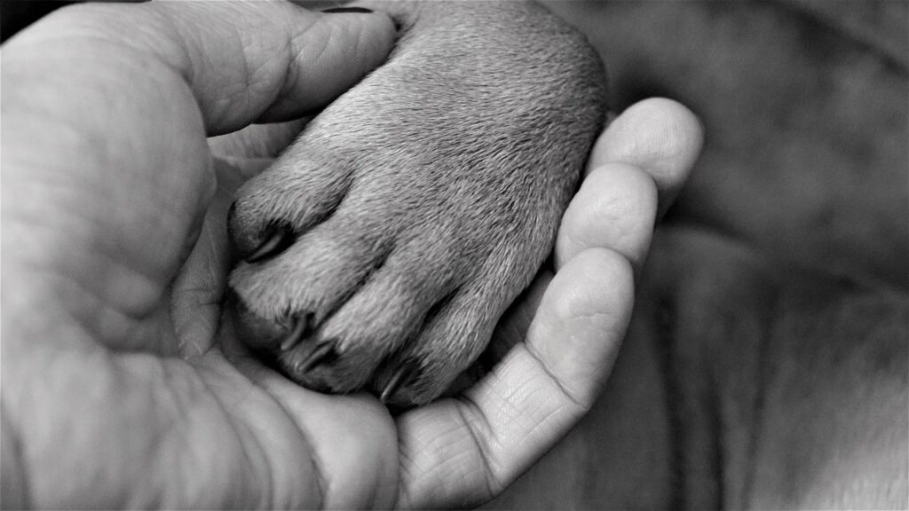 hand, woman, paw, dog, finger, claw, black-and-white, lifestyle, domestic animal, fond of animals, loyal friend, love, happiness, hand holding, paw keep, animal, female, close up, baby dog, pet, infant, puppy, french bulldog, palm of the hand, cuddle, smooch, stroke, paw, paw, paw, paw, paw, dog, puppy, french bulldog, french bulldog